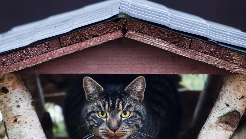 Mit einem Luftgewehr wurde am Donnerstag eine Katze gequält. (Symbolbild) Mit einem Luftgewehr wurde am Donnerstag eine Katze gequält. (Symbolbild)