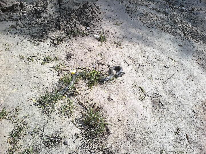 Am Isarstrand ist eine Schlage unterwegs.