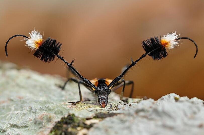Pinselfühler-Bockkäfer: ein Beispiel für die skurrilen Formen und Farben des tropischen Regenwalds von Panguana.