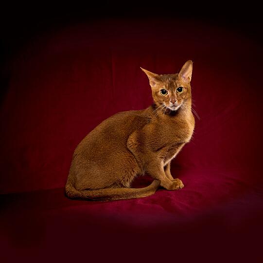 Abessinier sind Katzen von außergewöhnlicher Anmut und Schönheit. In der Beschreibung durch die TICA wird dies so wiedergegeben: Sie ähneln &bdquo;einem kleinen Berglöwen oder Puma&ldquo;. Es handelt sich dabei um eine alte Rasse, von der man annahm, sie käme aus Abessinien (heute Äthiopien). Genetische Studien haben jedoch gezeigt, dass sie aus der Region rund um den Golf von Bengalen (Indien) stammt.