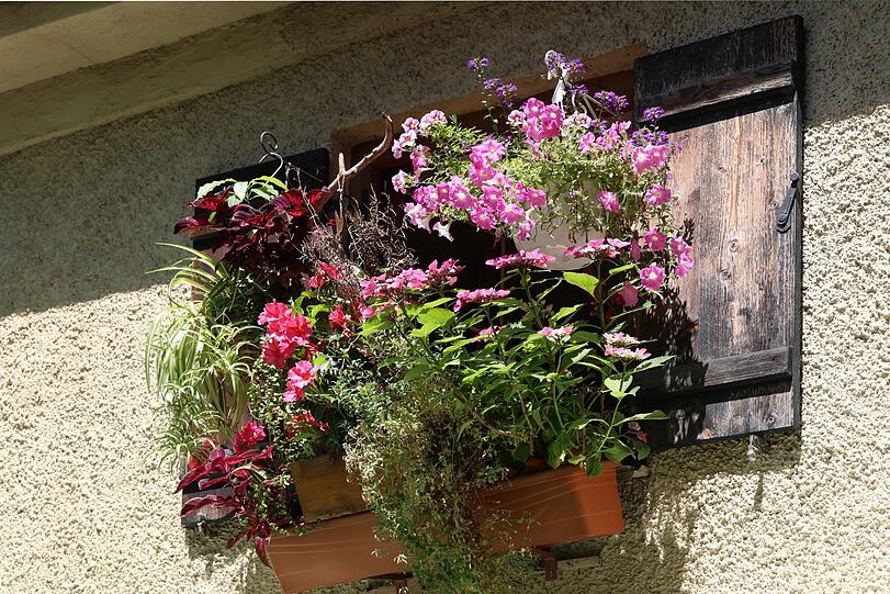 Könnte glatt auch auf dem Land sein, oder? Ein Blumenfenster über dem Obstladen in der Preysingstraße.