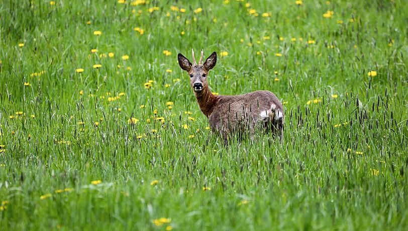 Ein Wilderer hat einen Rehbock erschossen. (Symbolbild)