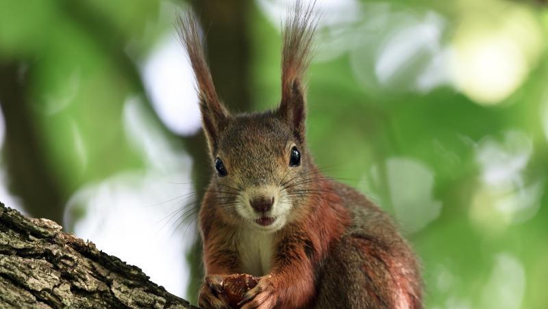 Eichhörnchen bauen ihre Kobel am liebsten in den dichten Kronen großer Bäume. Eichhörnchen bauen ihre Kobel am liebsten in den dichten Kronen großer Bäume.