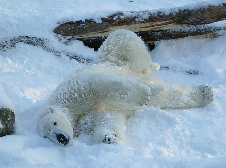 Beim Eisbärentag in Hellabrunn geht's auch um Artenschutz.