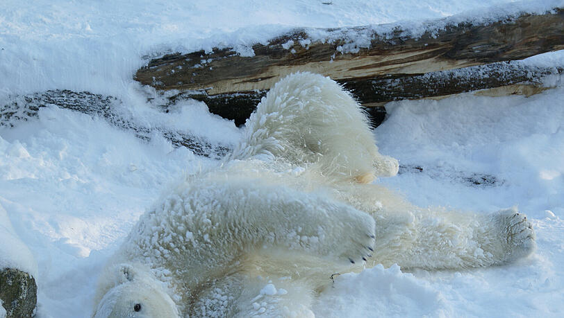 Beim Eisbärentag in Hellabrunn geht's auch um Artenschutz. Beim Eisbärentag in Hellabrunn geht's auch um Artenschutz.