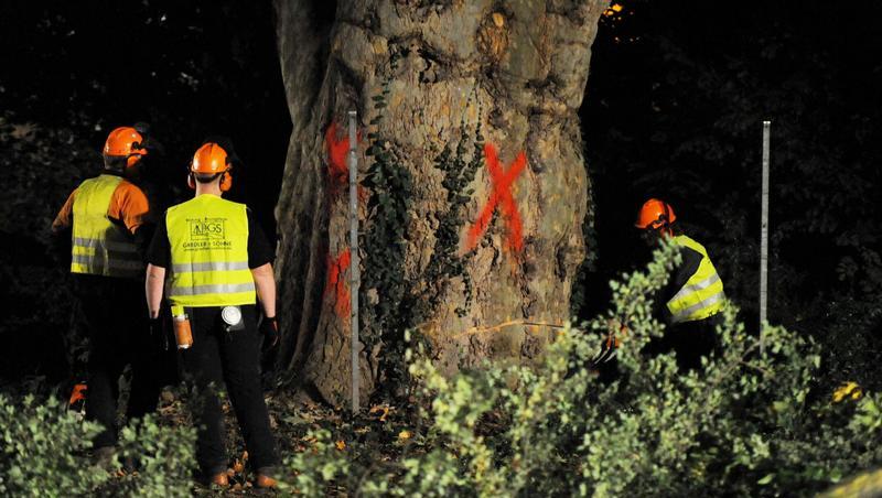 Bauarbeiter beginnen mit den ersten Rodungen im Stuttgarter Schloßpark Bauarbeiter beginnen mit den ersten Rodungen im Stuttgarter Schloßpark