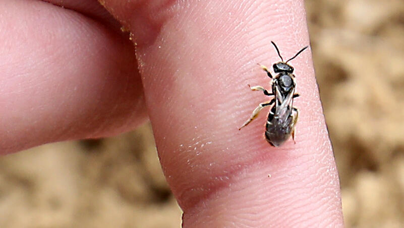 Eine kleine Wildbiene am Finger. Eine kleine Wildbiene am Finger.