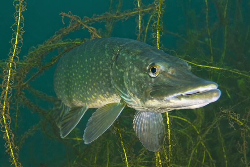 Der Hecht ist das Großmaul unter den heimischen Süßwasserfischen.