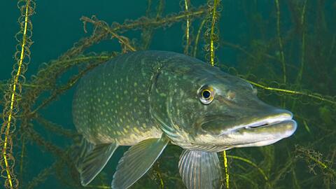 Der Hecht ist das Großmaul unter den heimischen Süßwasserfischen.