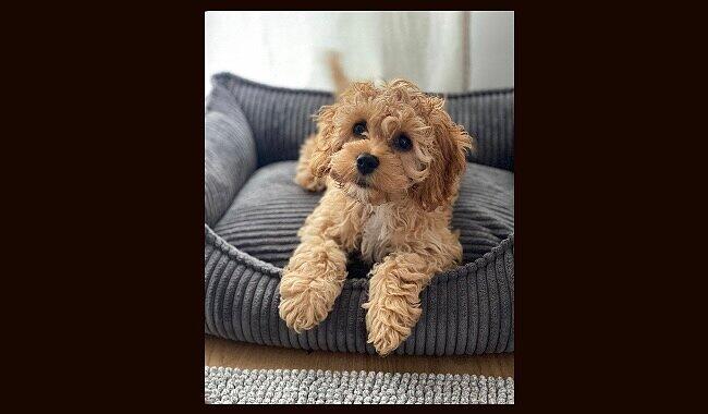 Teddy