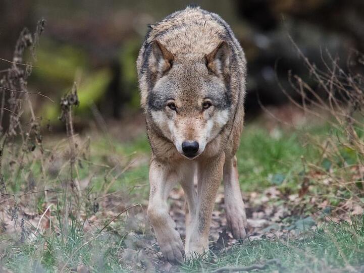 Ein Europäischer Wolf (Canis lupus lupus) streift durch ein Gehege. Foto: Julian Stratenschulte/dpa/Symbolbild