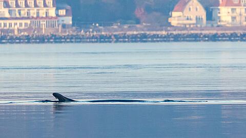 Anfang des Jahres war mehrfach ein Finnwal in der Flensburger F&ouml;rde gesichtet worden. (Archivbild)