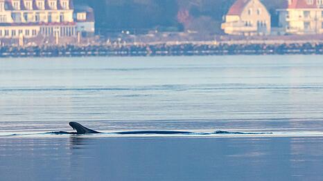 Anfang des Jahres war mehrfach ein Finnwal in der Flensburger F&ouml;rde gesichtet worden. (Archivbild)