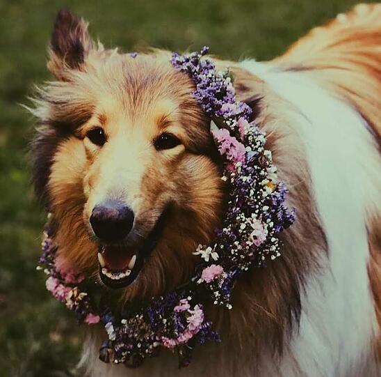 Mollie