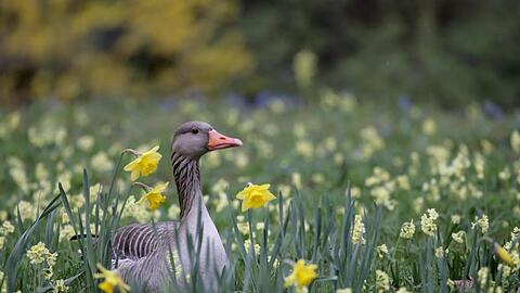 Eine Gans sitzt zwischen Osterglocken auf einer Wiese im Tierpark Hellabrunn. Foto: Marie Reichenbach