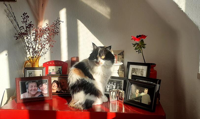 Katze