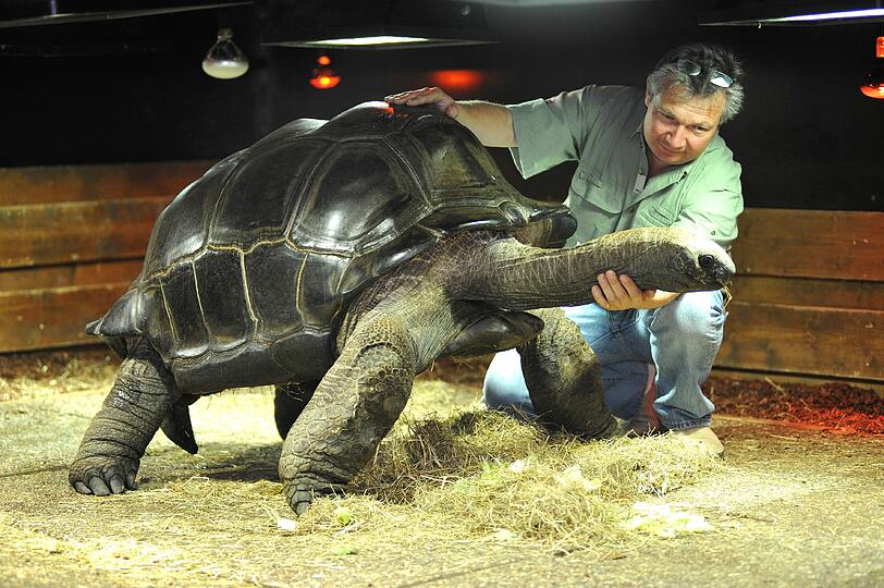 Jumbo lupft seine 220 Kilo sofort in die Höhe, damit ihn sein Chef Michelle Guillod auch ordentlich kraulen kann. Die Riesenschildkröte ist mit 60 Jahren noch ein Jungspund, sie kann bis zu 200 Jahre alt werden. Salat mag Jumbo am liebsten &ndash; und sein Vormittags-Nickerchen.