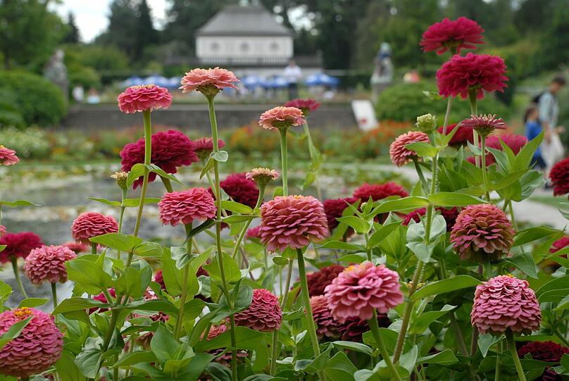 Zinien im Botanischen Garten in Nymphenburg.