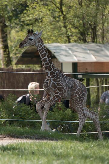 Ein zuckersüßes Giraffenbaby wartet im Tierpark Hellabrunn auf Besucher. Zwei Wochen ist es gerade alt. Hier gibt's schon mal die nettesten Fotos von dem putzigem Tierchen.