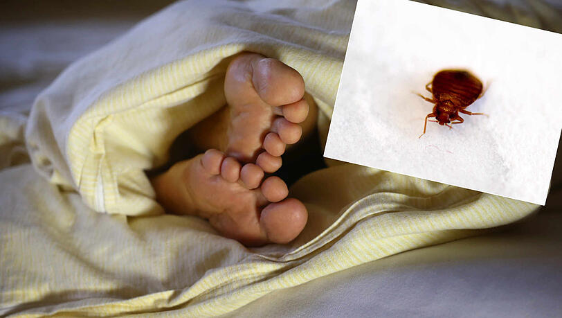Die Frau hat sich die Bettwanzen in einem Münchner Hostel eingefangen. (Symbolbild) Die Frau hat sich die Bettwanzen in einem Münchner Hostel eingefangen. (Symbolbild)