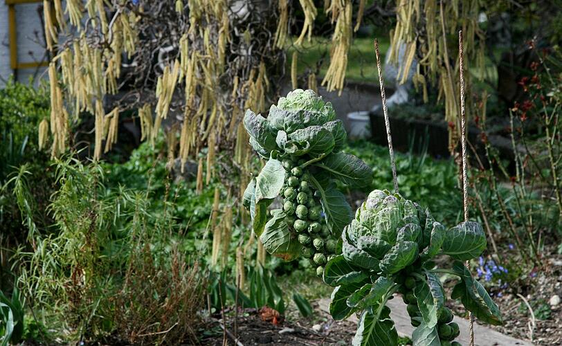 Rosenkohl selbst anbauen: Das geht in der Stadt im kleinen Nutzgarten.