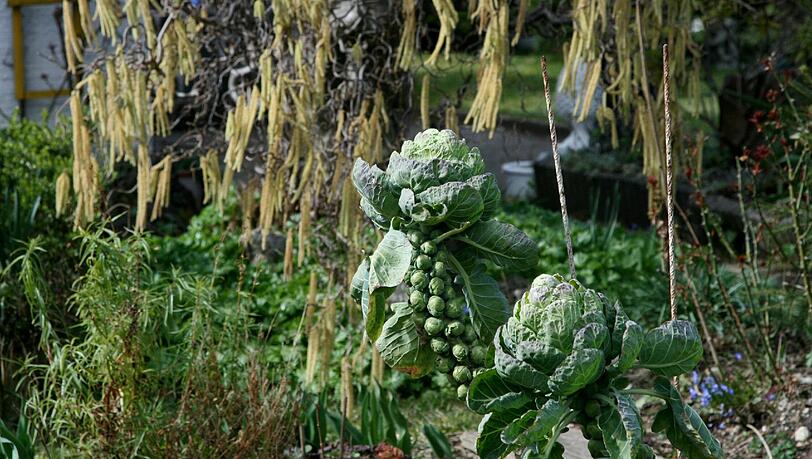 Rosenkohl selbst anbauen: Das geht in der Stadt im kleinen Nutzgarten. Rosenkohl selbst anbauen: Das geht in der Stadt im kleinen Nutzgarten.