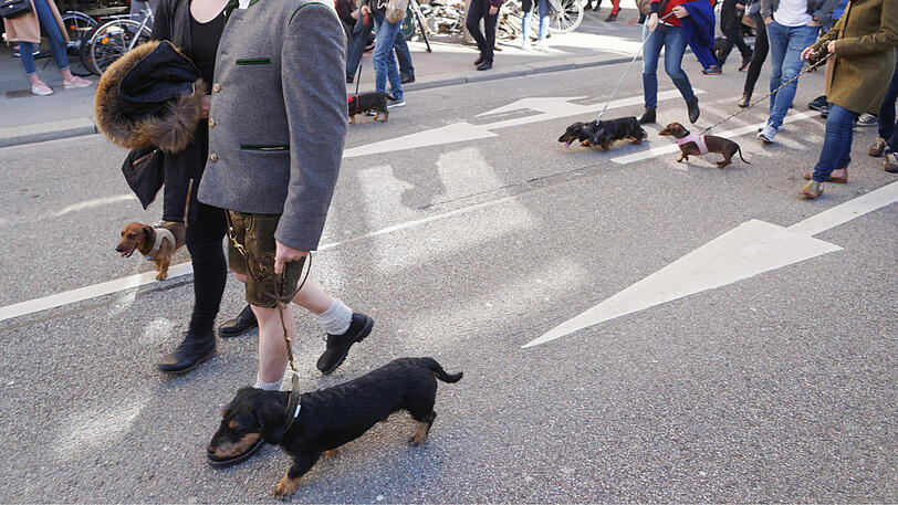 Die Dackel-Parade am Sonntag: Viele kurze Beine sind bei bestem Gassi-Wetter durch die Stadt gezogen.
