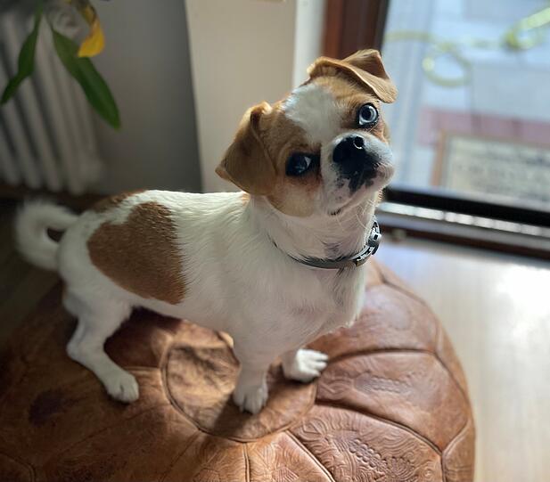 Gizmo