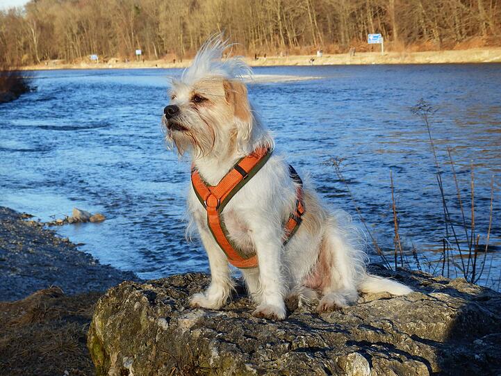 Niunia - PTBS-Assistenzhund Wir haben uns gesucht und gefunden. Ihre starke emotionale Bindung und Gespür für meine Nöte sind enorm. Sie hat sich in einer für mich sehr schweren Zeit alleine an mir ausgebildet. Seitdem trägt sie mich durchs Leben und ist mein Lebensatem. Das macht sie so besonders.