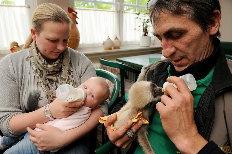 Die sechs Monate alte Tochter der Tierparkleiterin, Viktoria, und das dreieinhalb Jahre alte Gibbon-Baby Lui verstehen sich prächtig.