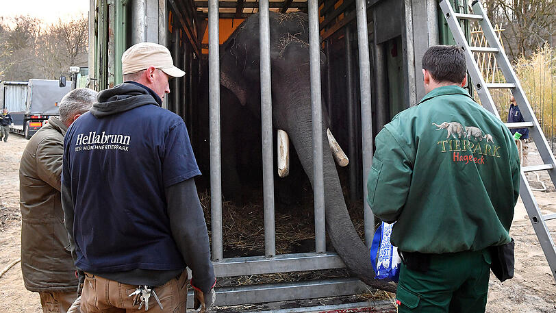 Nach Jahren in Leipzig und Hagenbeck ist Elefantenbulle Gajendra zurück im Tierpack Hellabrunn.