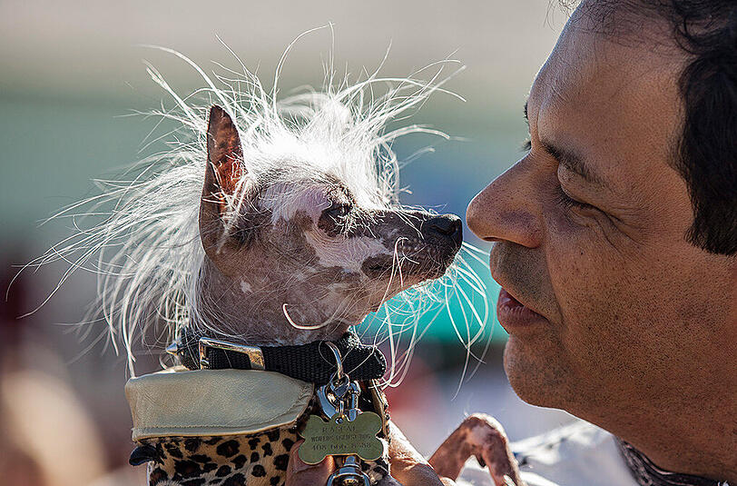 Weitere Bilder des "Ugliest Dog"-Wettbewerbs aus den USA.