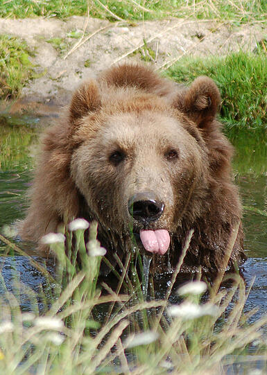 Abgeschossen: Bruno, der Bär: Sein kurzes Leben endet am 26. Juni 2006 nahe der 1800 Meter hoch gelegenen Kümpflalm. Zwischen dem Spitzingsee und der Rotwand wird JJ1 um 4.50 Uhr von &bdquo;jagdkundigen Personen&ldquo; erschossen &ndash; aus 150 Metern Entfernung. 
170 Jahre nach der Ausrottung des Bären in Bayern ist das erste wiederkehrende Tier bereits nach wenigen Wochen tot. Sein Präparat steht im Museum Mensch und Natur.
