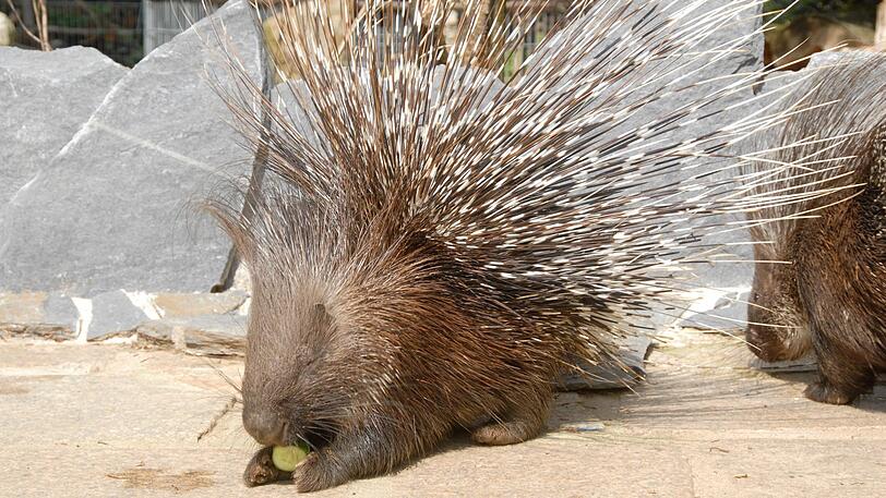 Stachelschweine kommen in Bayerns freier Wildbahn normalerweise nicht vor. (Symbolbild)