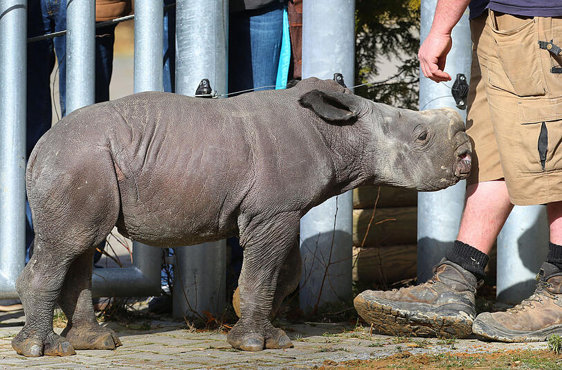 Nashornbaby Kibo bei seinem ersten Ausflug im Augsburger Zoo.