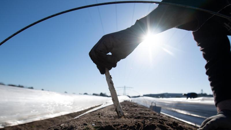 Spargel wird auf einem beheizten Spargelfeld geerntet. Foto: Sebastian Gollnow/Archiv Spargel wird auf einem beheizten Spargelfeld geerntet. Foto: Sebastian Gollnow/Archiv