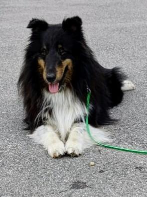 Hund samma! Münchens schönster Hund gesucht – das sind die ersten Bewerber