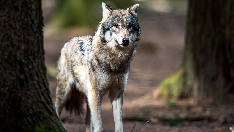 Ein Wolf in einem Wildpark. Nach Angaben eines Gerichtsmediziners wurde eine Engländerin in Griechenland von Wölfen getötet.
