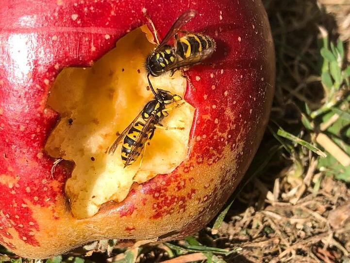 Zwei Wespen naschen an einem Apfel. Foto: Andreas Arnold/dpa/Archivbild