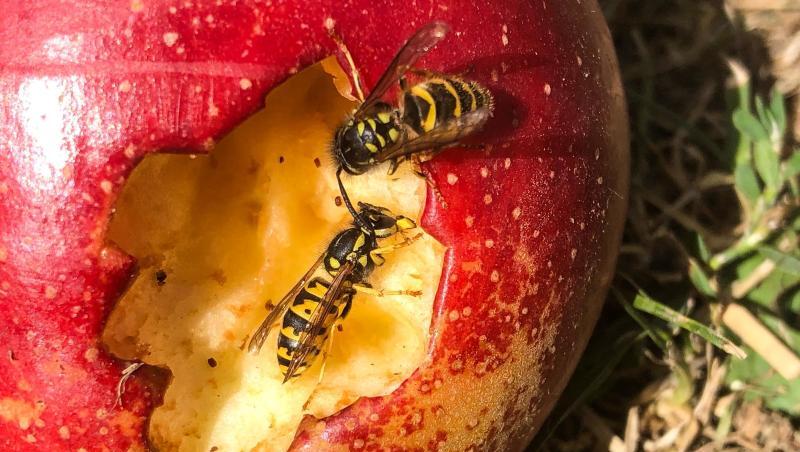 Zwei Wespen naschen an einem Apfel. Foto: Andreas Arnold/dpa/Archivbild Zwei Wespen naschen an einem Apfel. Foto: Andreas Arnold/dpa/Archivbild