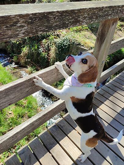 Pickla: Sie ist die hübschste und süßte Beagle Hündin der Welt, die immer Hunger hat. Von der Straße ins Luxus.