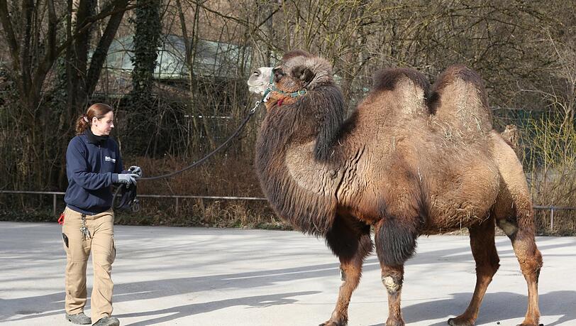 Kleiner Spaziergang im besucherlosen Tierpark für das Trampeltier Kataja. Manchmal ist sie sehr stur und bleibt einfach stehen. Kleiner Spaziergang im besucherlosen Tierpark für das Trampeltier Kataja. Manchmal ist sie sehr stur und bleibt einfach stehen.