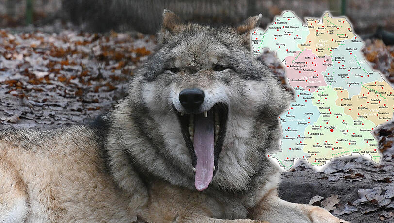 Das Landesamt für Umwelt hat seit 2006 exakt 20 Wölfe im Freistaat nachgewiesen (siehe Karte). Zwei der Tiere sind hier heimisch geworden: Das eine lebt im Grenzgebiet Bayerischer Wald/Böhmerwald, das andere auf einem Truppenübungsplatz bei Neustadt a.d. Waldnaab. Das Landesamt für Umwelt hat seit 2006 exakt 20 Wölfe im Freistaat nachgewiesen (siehe Karte). Zwei der Tiere sind hier heimisch geworden: Das eine lebt im Grenzgebiet Bayerischer Wald/Böhmerwald, das andere auf einem Truppenübungsplatz bei Neustadt a.d. Waldnaab.