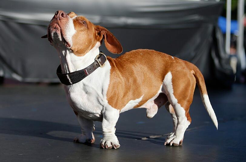 Walle, der Beagle-Basset-Boxer-Mischling, wurde 2013 zum "hässlichsten Hund der Welt" gewählt. Nicht alle Leute werden diesen Hund hässlich finden. Trotzdem hat Walle damals den Preis als «Hässlichster Hund der Welt» gewonnen.