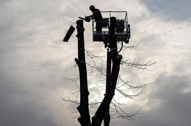 Der 52-Jährige wurde von dem rund 25 Meter hohen Baum erschlagen. (Archivbild)