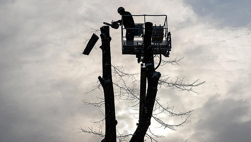 Der 52-Jährige wurde von dem rund 25 Meter hohen Baum erschlagen. (Archivbild) Der 52-Jährige wurde von dem rund 25 Meter hohen Baum erschlagen. (Archivbild)