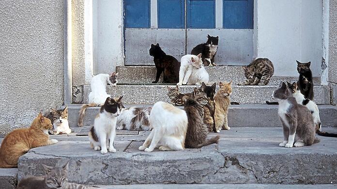Ihre Population ist groß: Straßenkatzen auf Zypern.