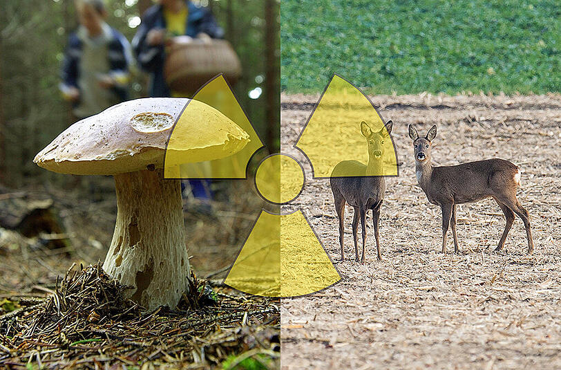 Zum Anbeißen, dieser Steinpilz? So ganz unbedenklich sind sie halt immer noch nicht. Bei Wild ist es deutlich entspannter.