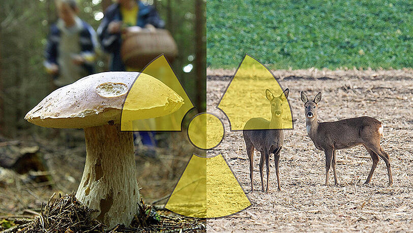 Zum Anbeißen, dieser Steinpilz? So ganz unbedenklich sind sie halt immer noch nicht. Bei Wild ist es deutlich entspannter. Zum Anbeißen, dieser Steinpilz? So ganz unbedenklich sind sie halt immer noch nicht. Bei Wild ist es deutlich entspannter.