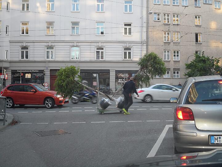 Achtung, Bäume kreuzen: Eine Begegnung der anderen Art in der Grasserstraße/Ecke Landsberger Straße.